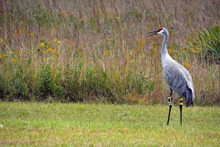 sandhill crane